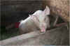 farm18.jpg (54284 bytes)