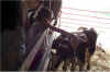 farm21.jpg (52218 bytes)
